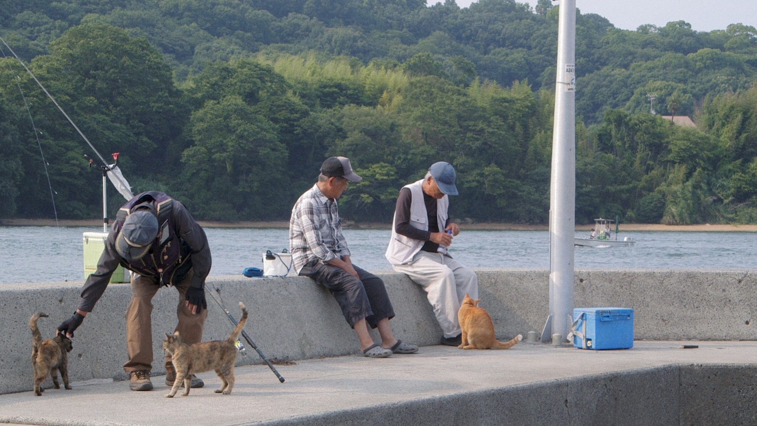 THE CATS_still1_Fishermen&cats_3MB