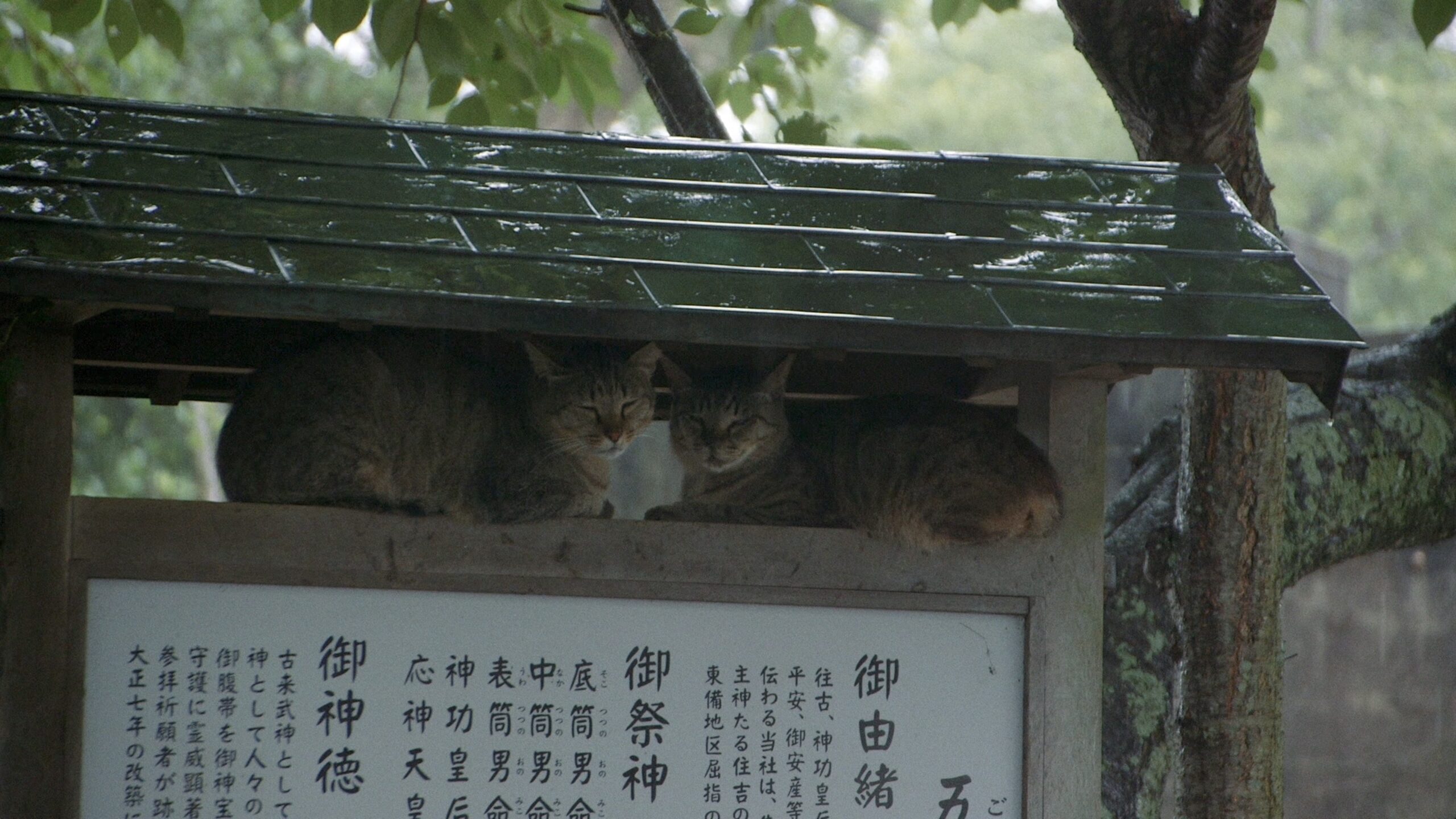 THE CATS_still2_rainyday_3MB